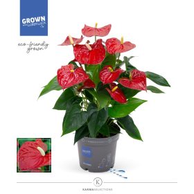 Anthurium 'Karma red' - Flamingóvirág