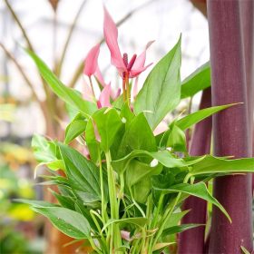 Anthurium 'Lilli' - Flamingóvirág