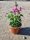 Antirrhinum majus - Tátika, Oroszlánszáj - Liliac