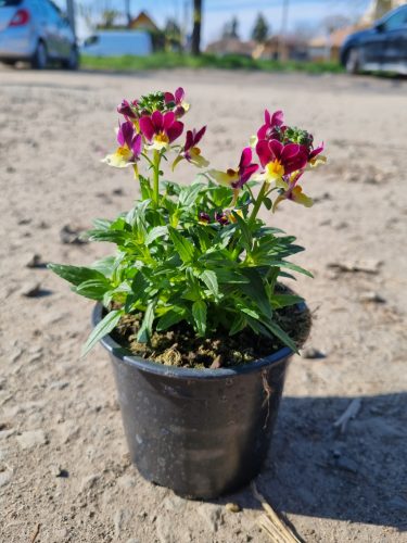Antirrhinum majus - Tátika, Oroszlánszáj - Liliac