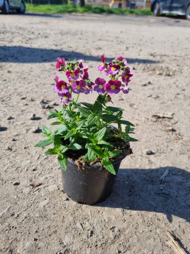 Antirrhinum majus - Tátika, Oroszlánszáj - Liliac