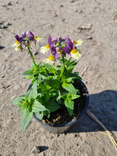 Antirrhinum majus - Tátika, Oroszlánszáj - Liliac