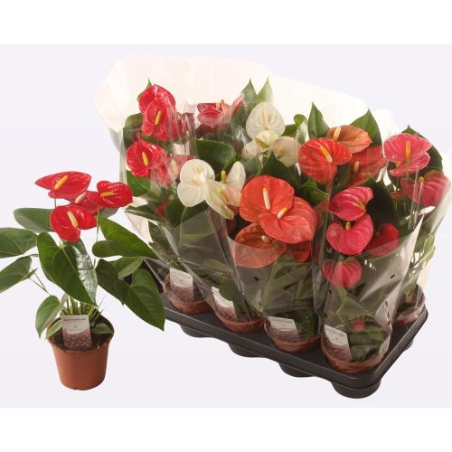 Anthurium (Andreanum) mixed ANTH A GEM - Flamingó virág