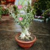 Adenium Obesum - Sivatagi rózsa