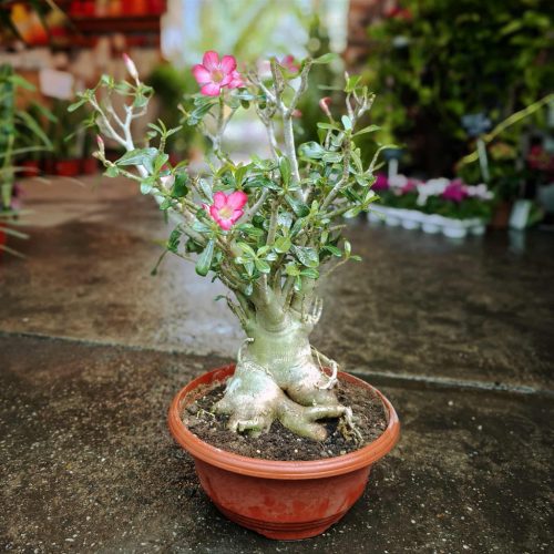 Adenium Obesum - Sivatagi rózsa