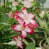 Adenium Obesum - Sivatagi rózsa