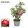 Adenium Obesum 'Red' - Sivatagi rózsa