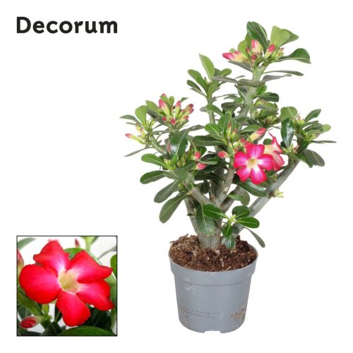 Adenium Obesum 'Red' - Sivatagi rózsa