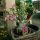 Adenium Obesum - Sivatagi rózsa