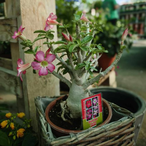 Adenium Obesum - Sivatagi rózsa