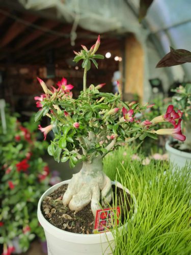 Adenium Obesum - Sivatagi rózsa 