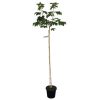 Acer pseudoplatanus - Hegyi juhar