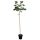 Acer pseudoplatanus - Hegyi juhar