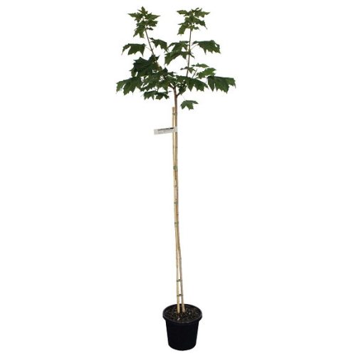 Acer pseudoplatanus - Hegyi juhar