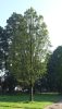 Acer pseudoplatanus - Hegyi juhar