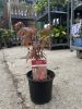 Acer palmatum 'Atropurpureum' - Japán juhar