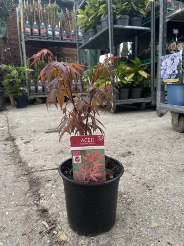 Acer palmatum 'Atropurpureum' - Japán juhar