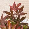 Acer palmatum 'Atropurpureum' - Japán juhar