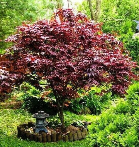 Acer palmatum 'Bloodgood' - Japán juhar