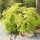 Acer palmatum 'Dissectum Viridis' – Japán juhar
