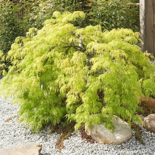 Acer palmatum 'Dissectum Viridis' – Japán juhar