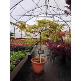 Acer palmatum 'Dissectum Viridis' – Japán juhar