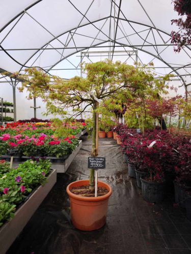 Acer palmatum 'Dissectum Viridis' – Japán juhar