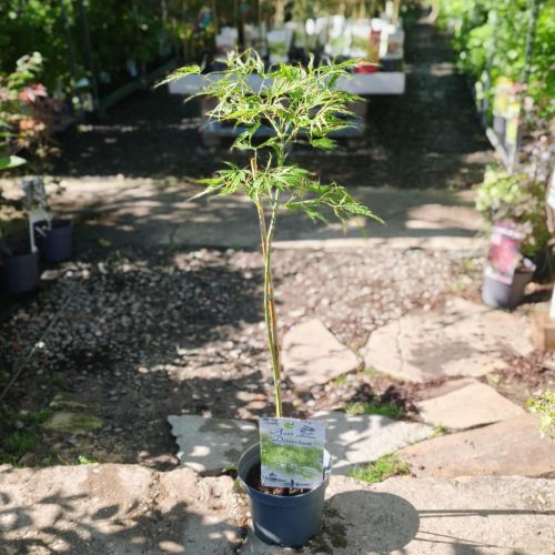 Acer palmatum 'Dissectum Viridis' – Japán juhar