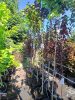 Acer Platanoides 'Faassen's black' - Bordó levelű juhar