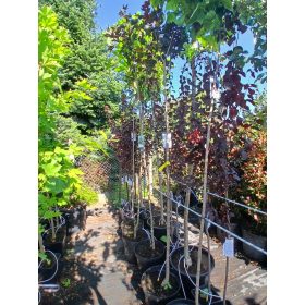   Acer Platanoides 'Faassen's black' - Bordó levelű juhar