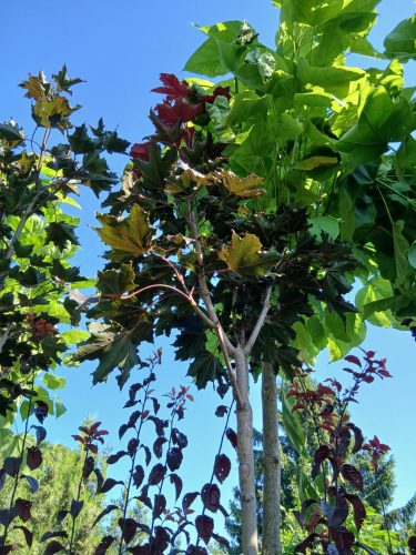 Acer Platanoides 'Faassen's black' - Bordó levelű juhar