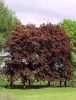 Acer Platanoides 'Faassen's black' - Bordó levelű juhar