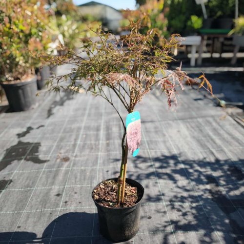 Acer palmatum 'Garnet' - Japán juhar