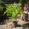 Acer palmatum 'Going Green' - Japán juhar