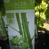 Acer palmatum 'Going Green' - Japán juhar