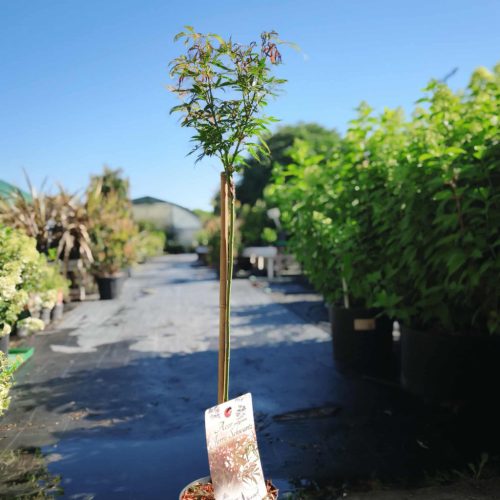 Acer palmatum 'Jerre schwartz' – Japán juhar