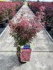 Acer palmatum 'Jerre schwartz' – Japán juhar