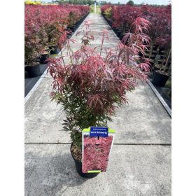 Acer palmatum 'Jerre schwartz' – Japán juhar