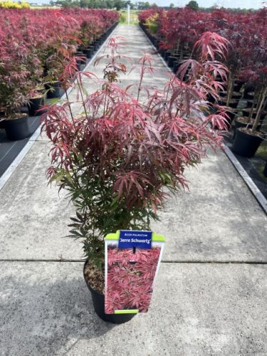Acer palmatum 'Jerre schwartz' – Japán juhar