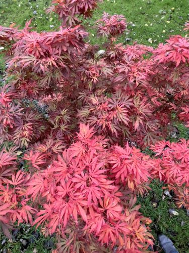 Acer palmatum 'Jerre schwartz' – Japán juhar
