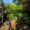 Acer palmatum 'Katsura' - Japán juhar