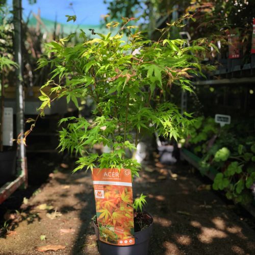 Acer palmatum 'Katsura' - Japán juhar
