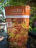 Acer palmatum 'Katsura' - Japán juhar