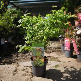 Acer palmatum 'Little Princess' - Japán juhar