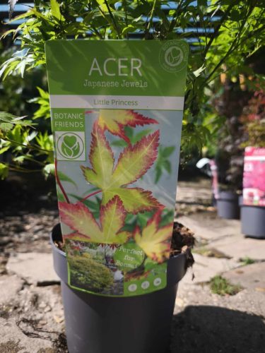 Acer palmatum 'Little Princess' - Japán juhar