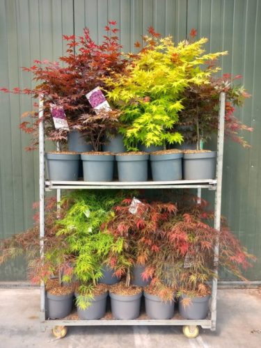 Acer palmatum mix - Japán juhar