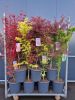 Acer palmatum mix - Japán juhar