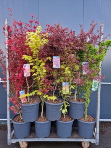 Acer palmatum mix - Japán juhar