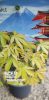 Acer palmatum mix - Japán juhar