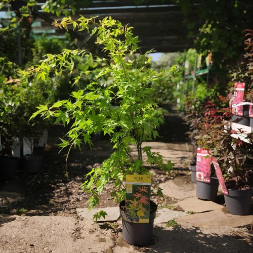 Acer palmatum 'Orange Dream' - Japán juhar